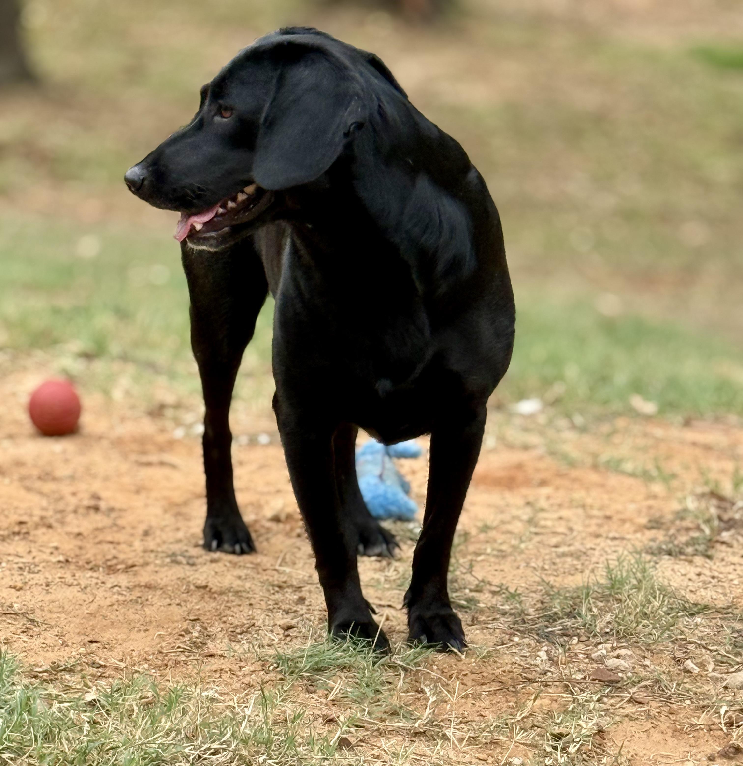 Enlarge Belle, a Adoptable mixed breed in Willington, CT image 4/6
