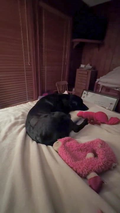 Enlarge Belle, a Adoptable mixed breed in Willington, CT video 6/6