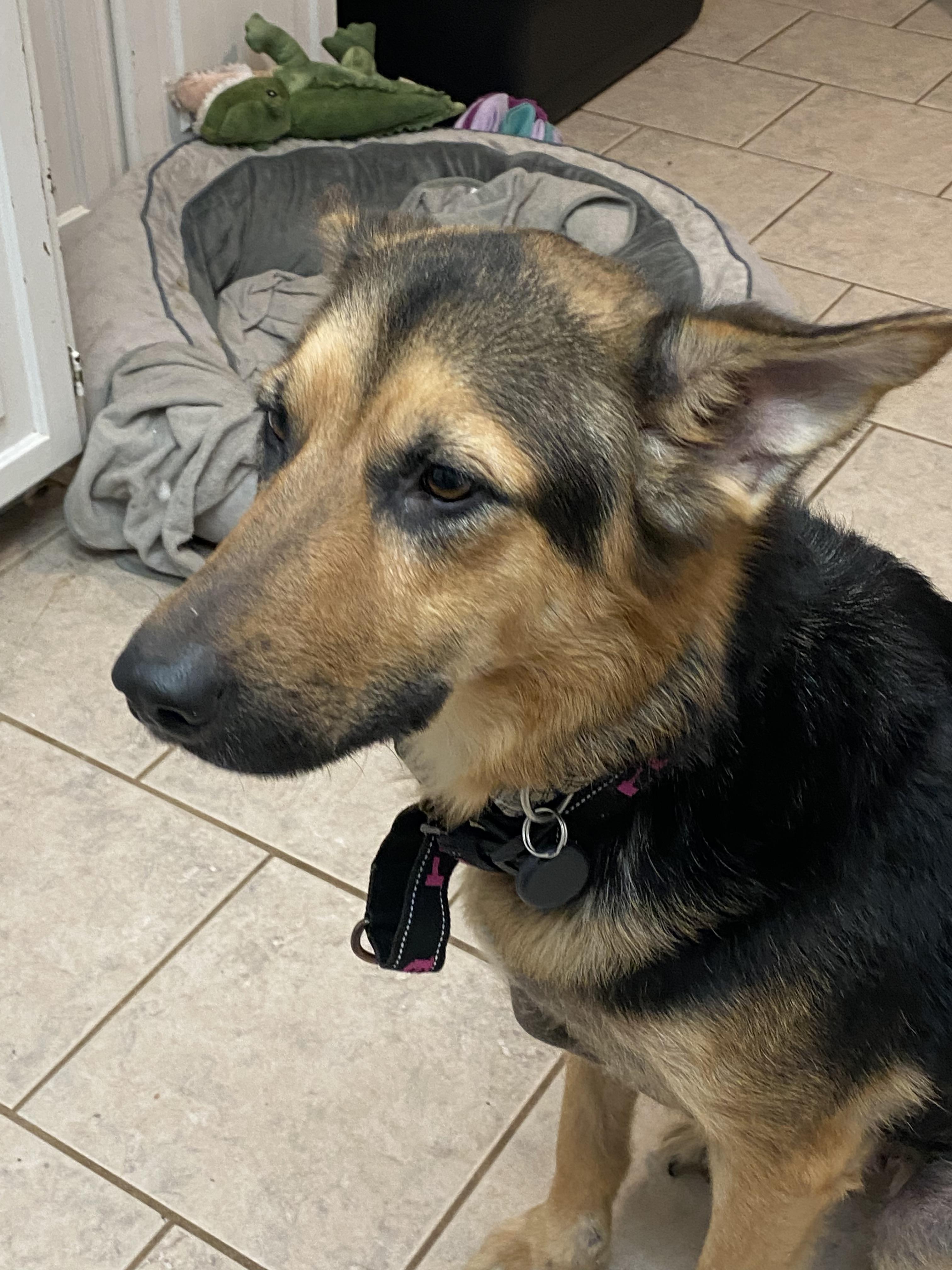LUNA great with kids only 60lbs, ADOPTABLE, Adult Female German Shepherd Dog.