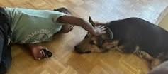 LUNA great with kids , ADOPTABLE, Adult Female German Shepherd Dog.