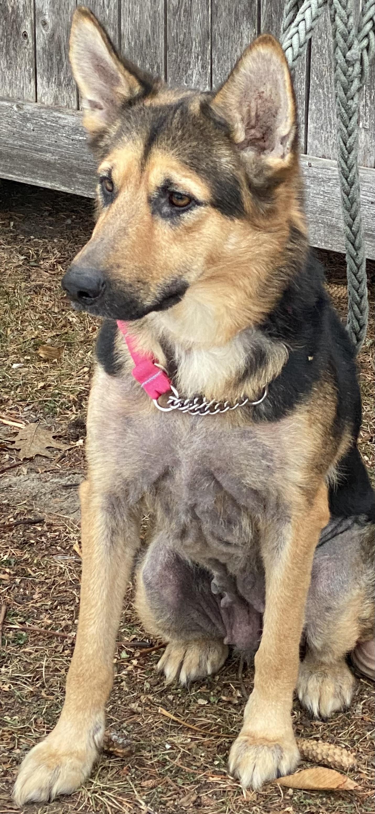 LUNA great with kids , a ADOPTABLE German Shepherd Dog in North York, ON image 2/6