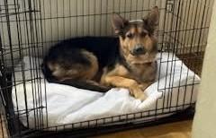 LUNA great with kids , a ADOPTABLE German Shepherd Dog in North York, ON image 3/6