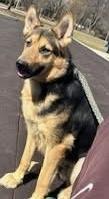 LUNA great with kids , a ADOPTABLE German Shepherd Dog in North York, ON image 4/6