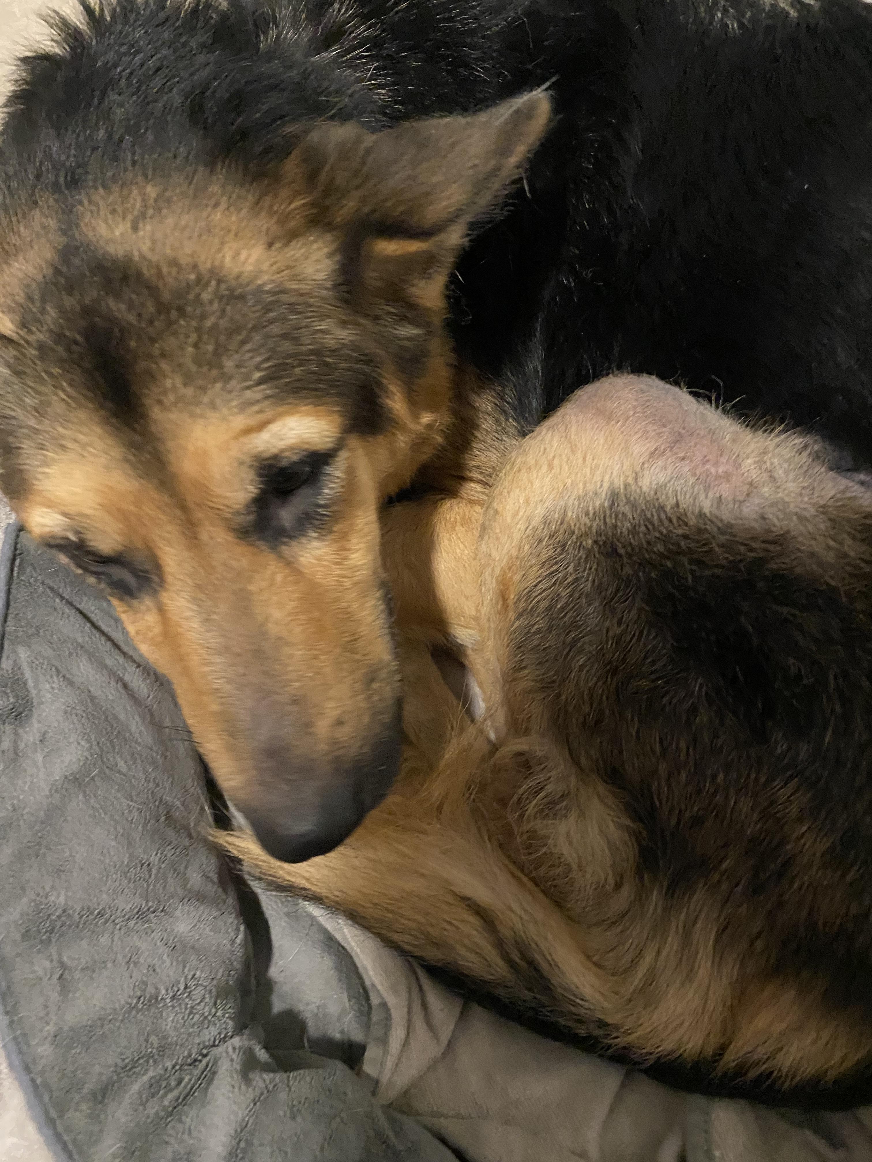 Enlarge LUNA great with kids only 60lbs, a ADOPTABLE German Shepherd Dog in North York, ON image 3/6