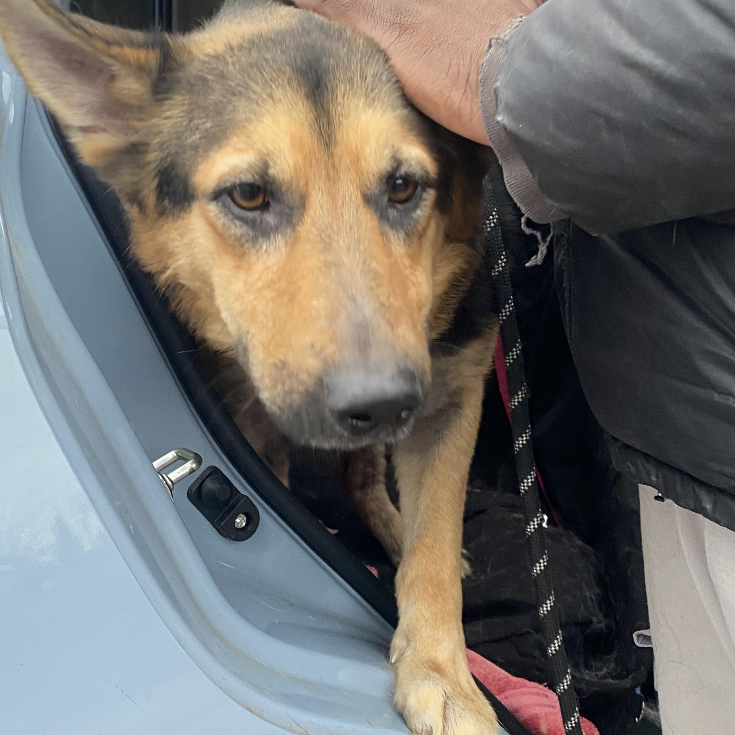 LUNA great with kids , a ADOPTABLE German Shepherd Dog in North York, ON image 5/6