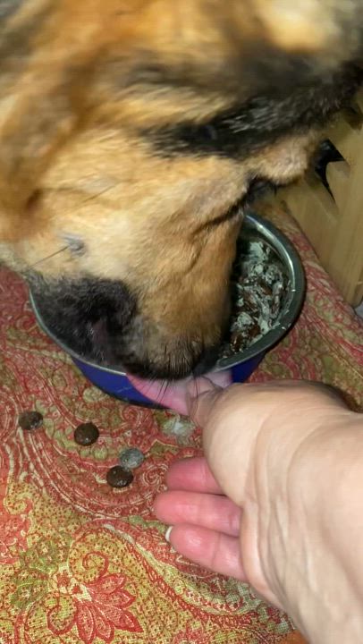 Enlarge LUNA great with kids , a ADOPTABLE German Shepherd Dog in North York, ON video 6/6