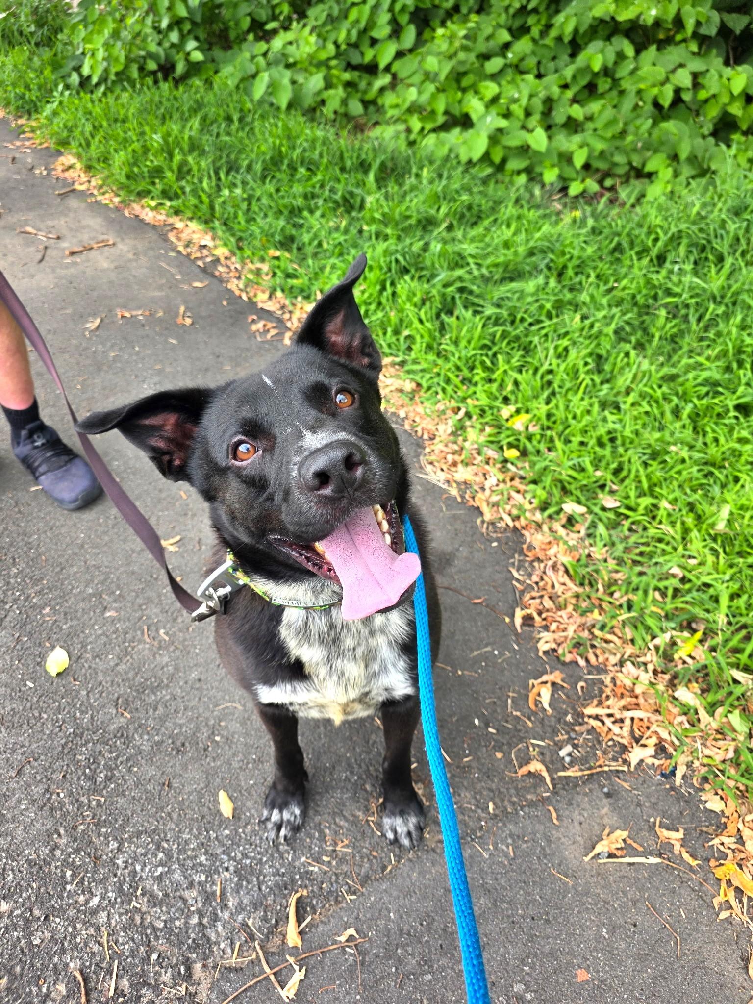 Enlarge Moose-Euthanasia list, a ADOPTABLE mixed breed in Monroe Twp, NJ image 2/6
