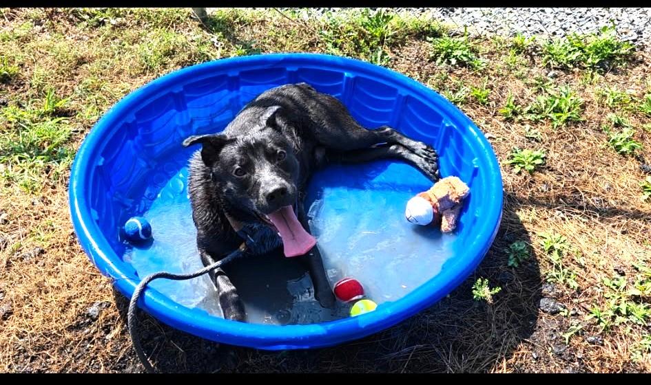 Enlarge Moose-Euthanasia list, a ADOPTABLE mixed breed in Monroe Twp, NJ image 4/6