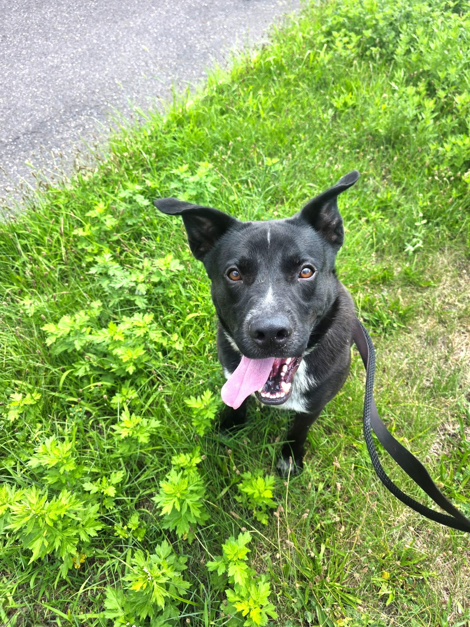 Enlarge Moose-Euthanasia list, a ADOPTABLE mixed breed in Monroe Twp, NJ image 3/6