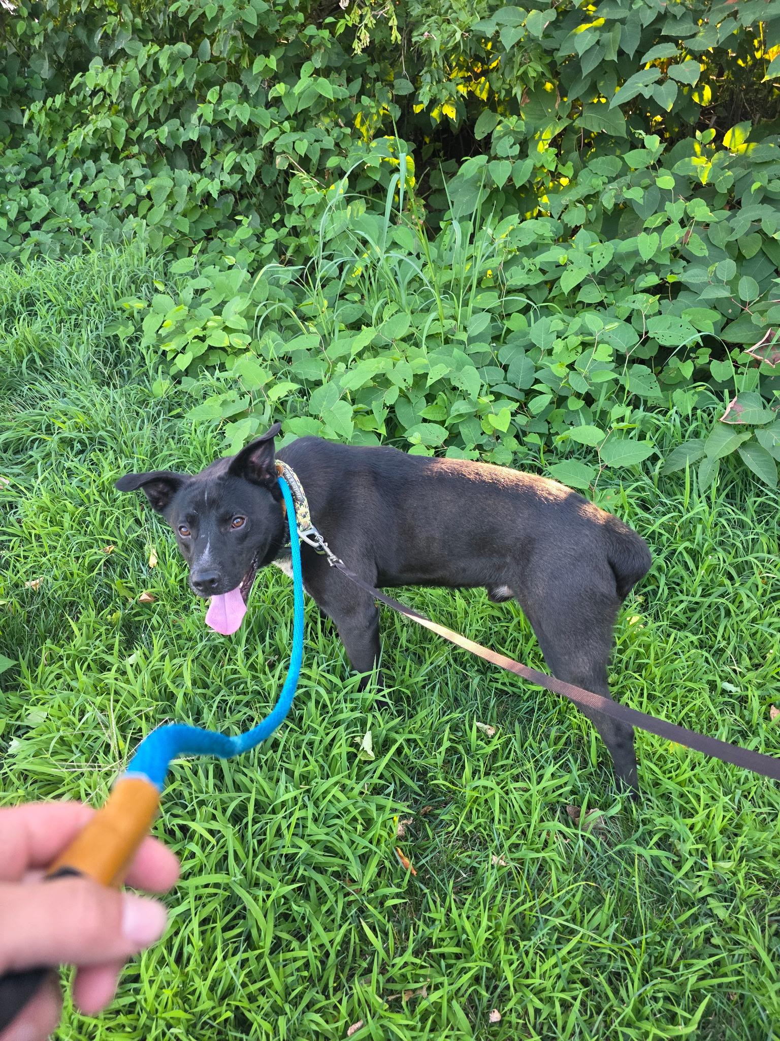 Enlarge Moose-Euthanasia list, a ADOPTABLE mixed breed in Monroe Twp, NJ image 5/6