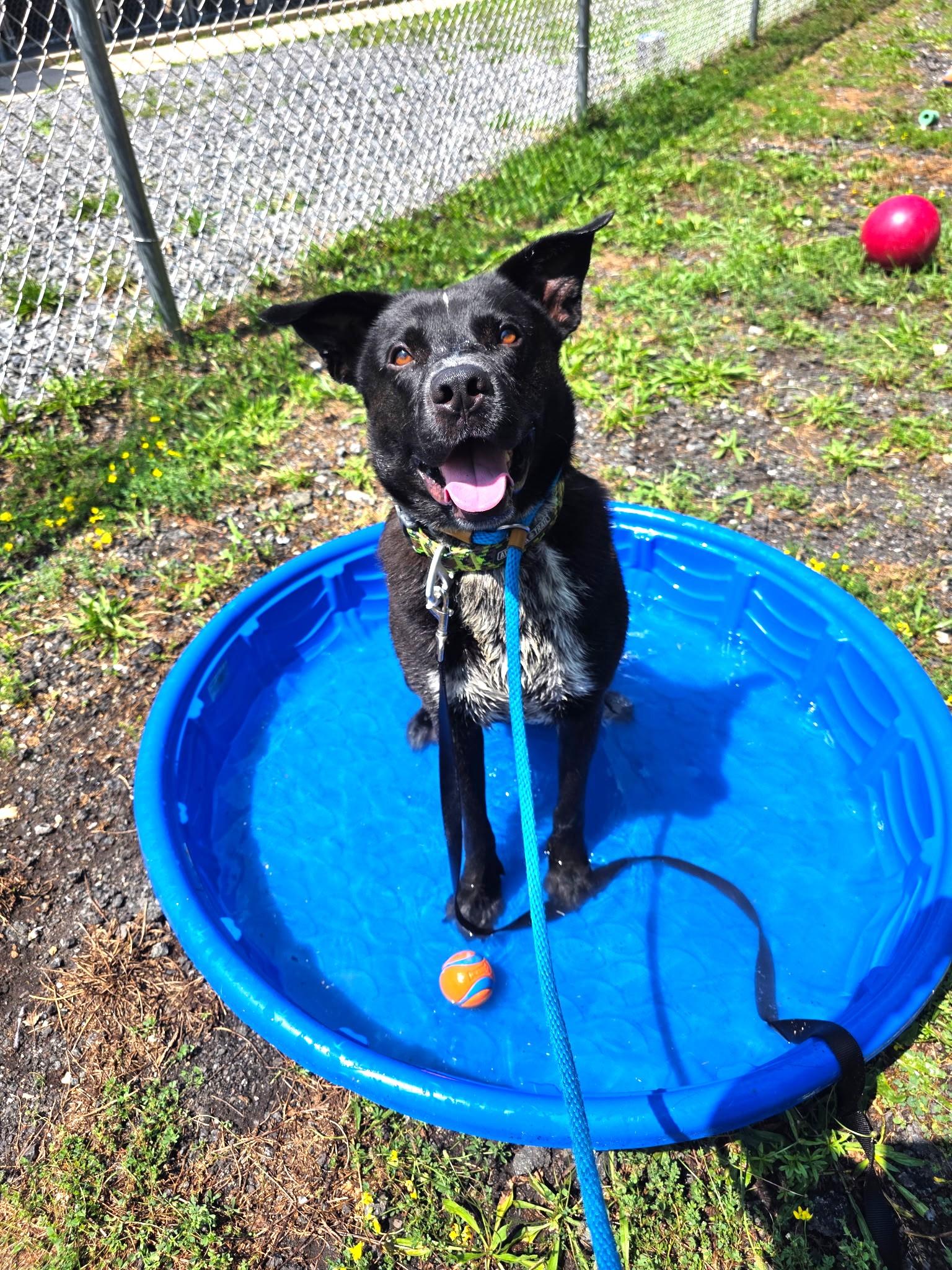 Enlarge Moose-Euthanasia list, a ADOPTABLE mixed breed in Monroe Twp, NJ image 1/6