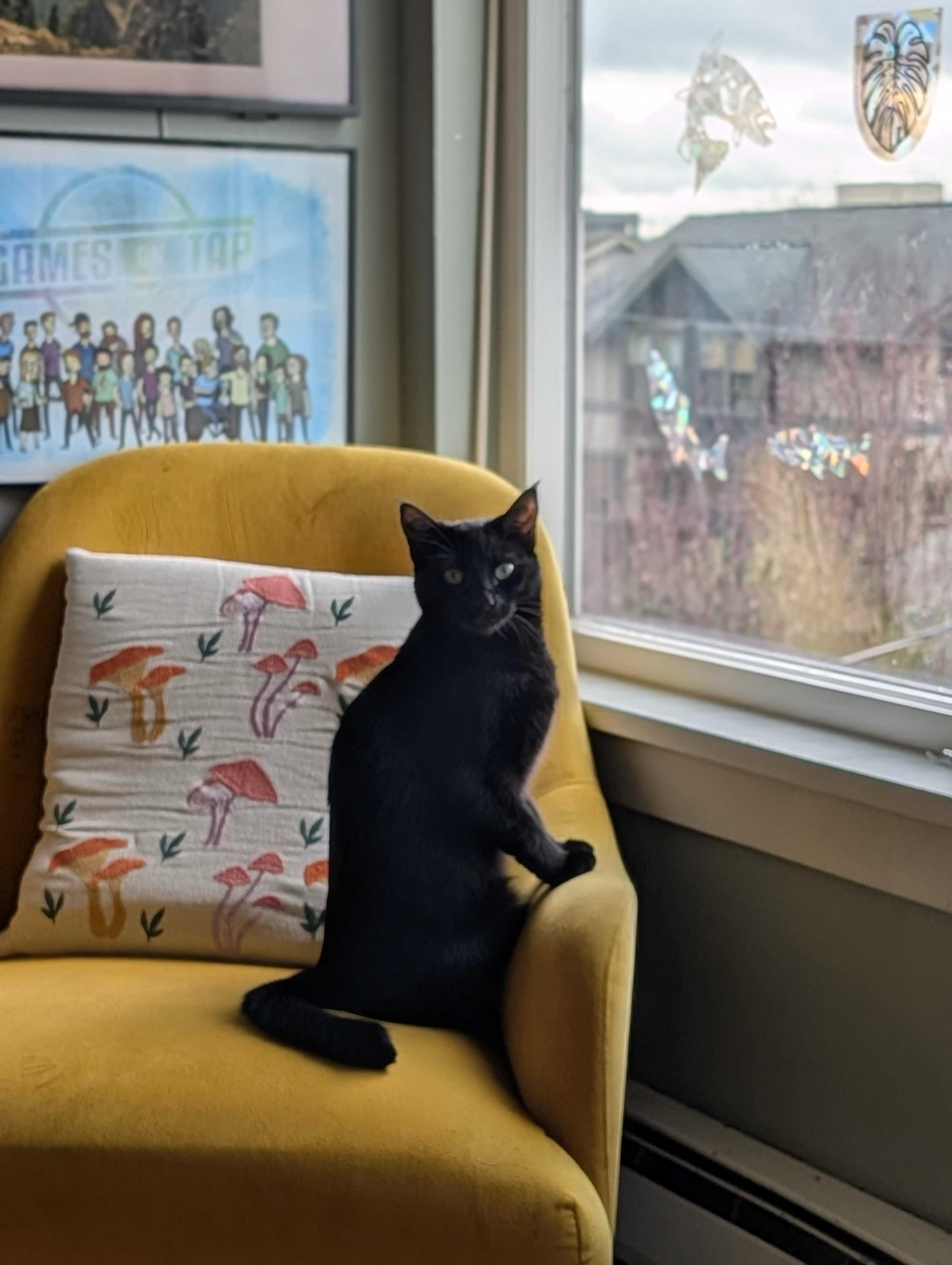 Enlarge Lina, a ADOPTABLE Domestic Short Hair in Seattle, WA image 4/6