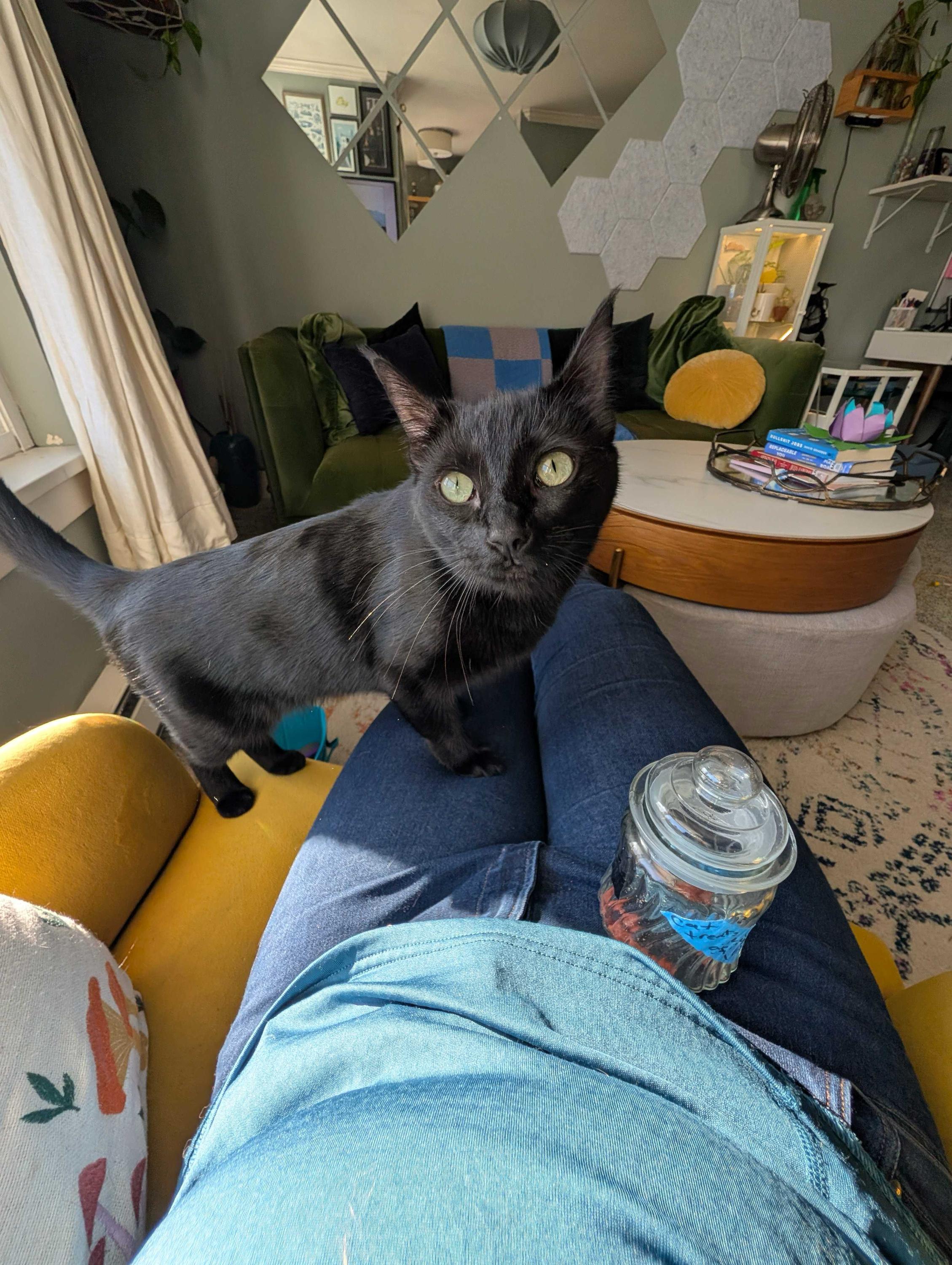 Enlarge Lina, a ADOPTABLE Domestic Short Hair in Seattle, WA image 5/6