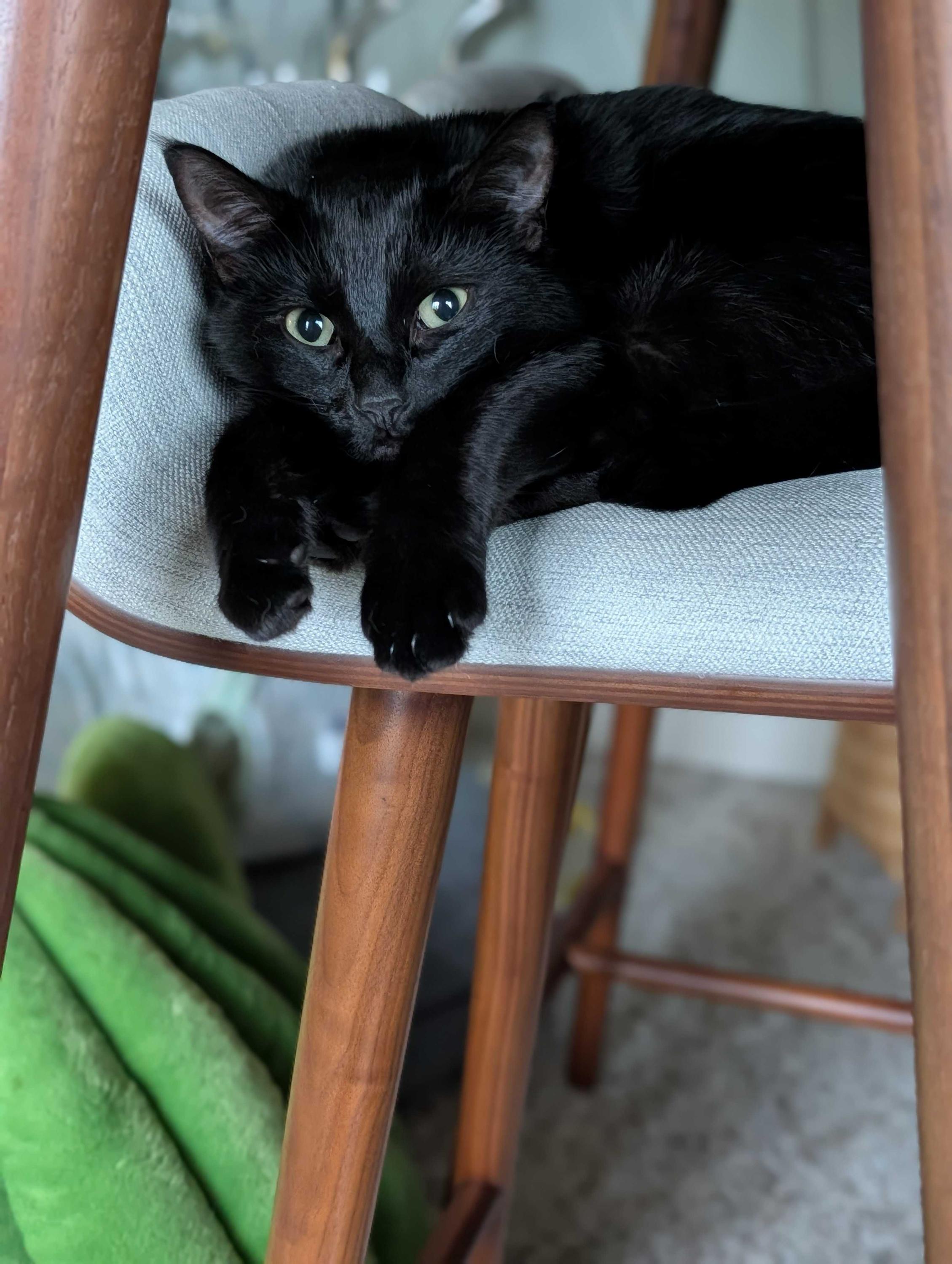 Enlarge Lina, a ADOPTABLE Domestic Short Hair in Seattle, WA image 2/6