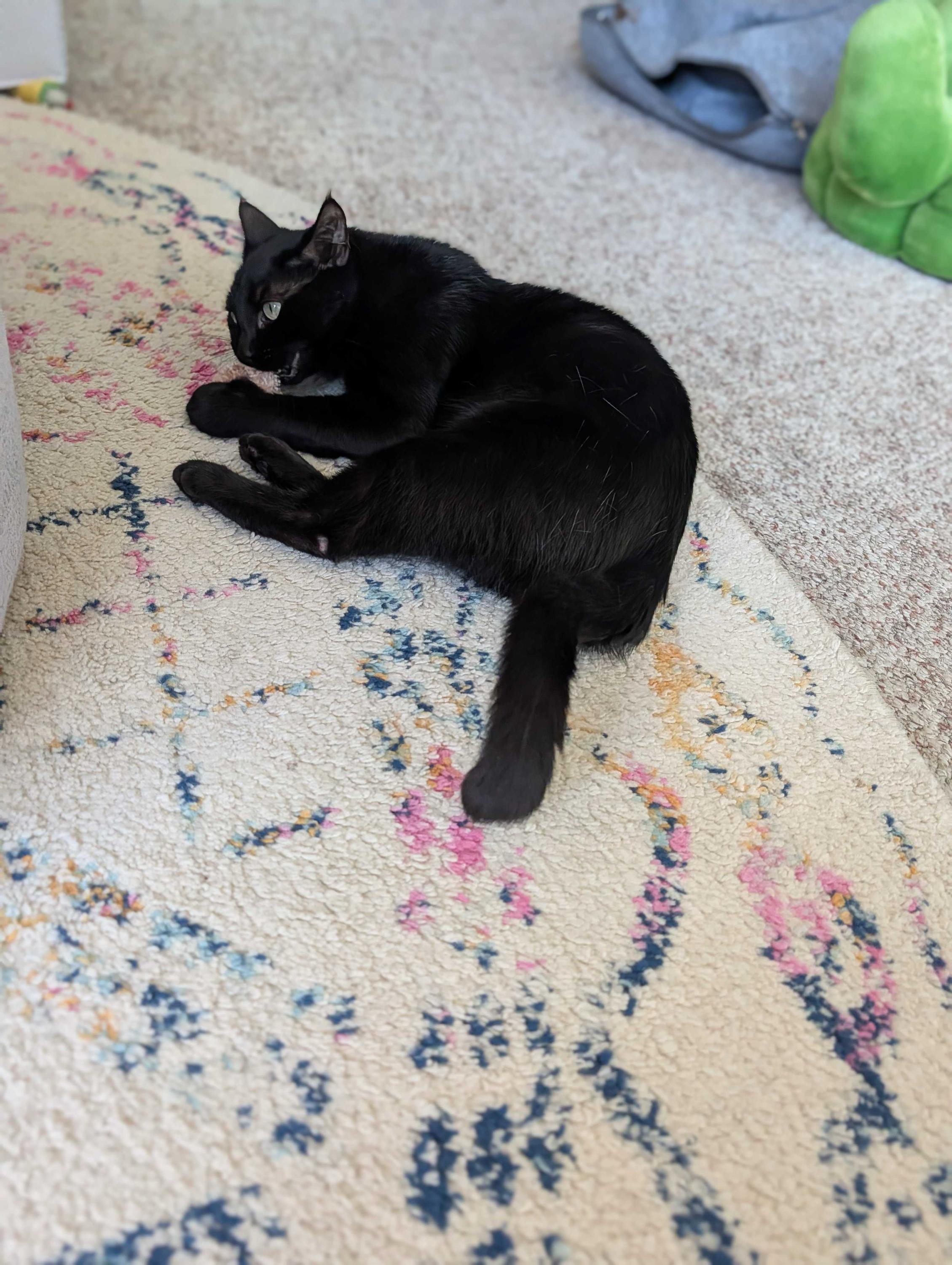 Enlarge Lina, a ADOPTABLE Domestic Short Hair in Seattle, WA image 3/6