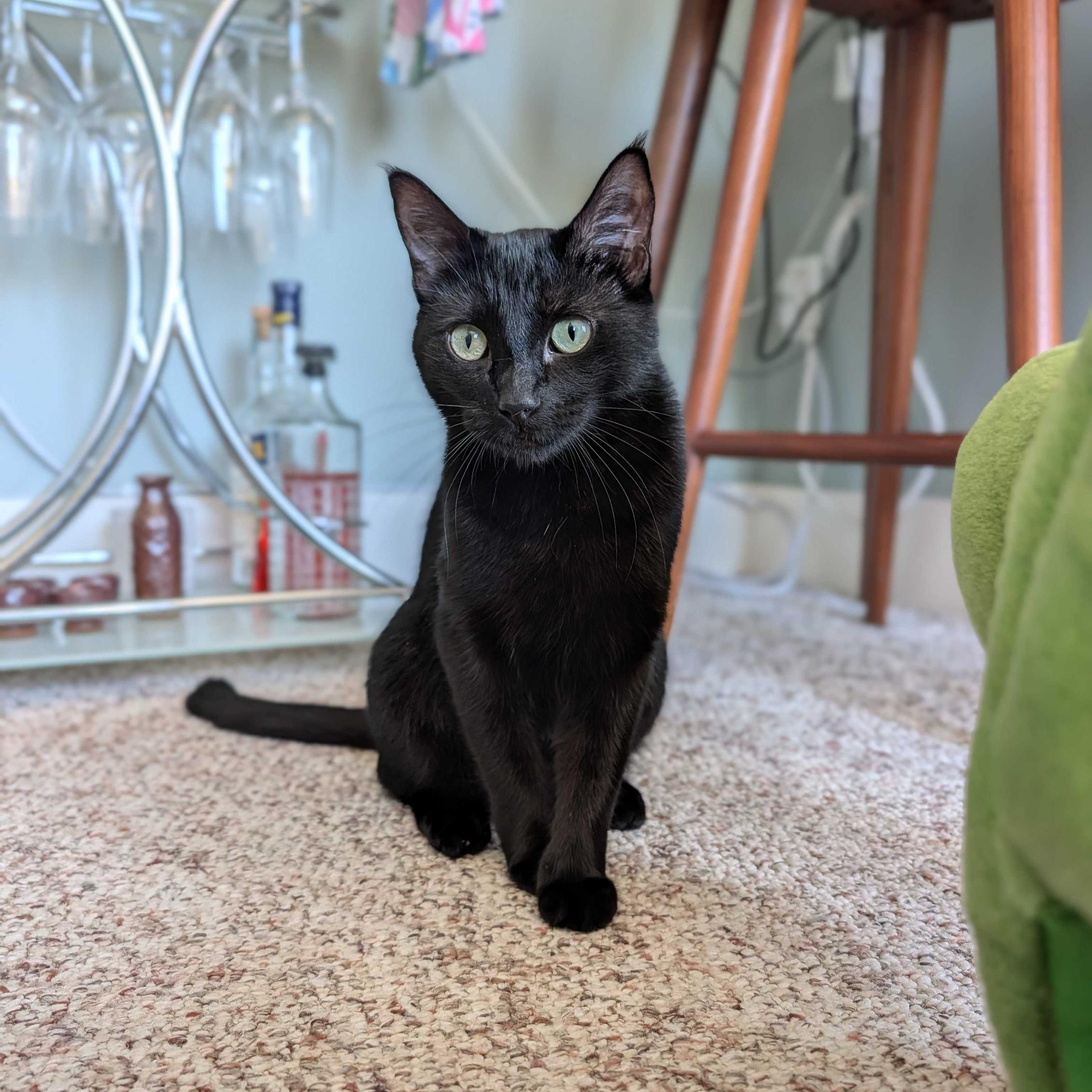 Lina, ADOPTABLE, Young Female Domestic Short Hair.