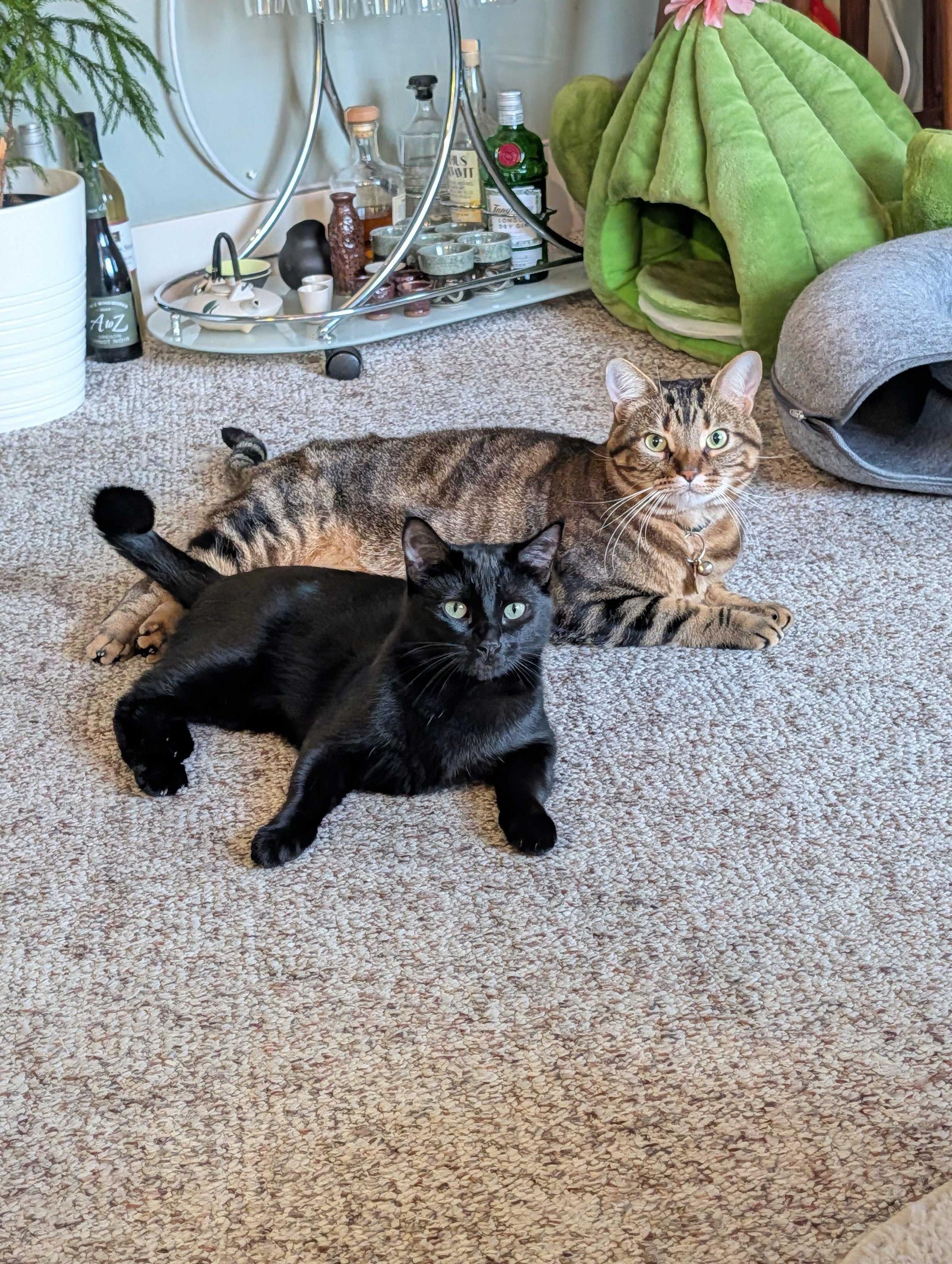 Enlarge Lina, a ADOPTABLE Domestic Short Hair in Seattle, WA image 6/6