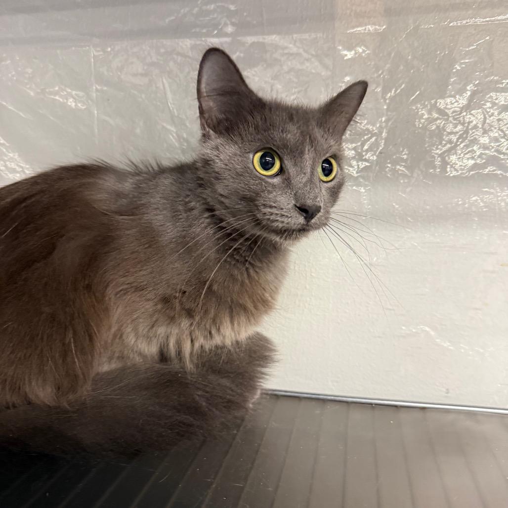 Enlarge All that Dune 55627, a Adoptable mixed breed in Eaton Rapids, MI image 1/5