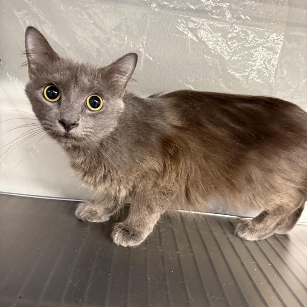 Enlarge All that Dune 55627, a Adoptable mixed breed in Eaton Rapids, MI image 2/5