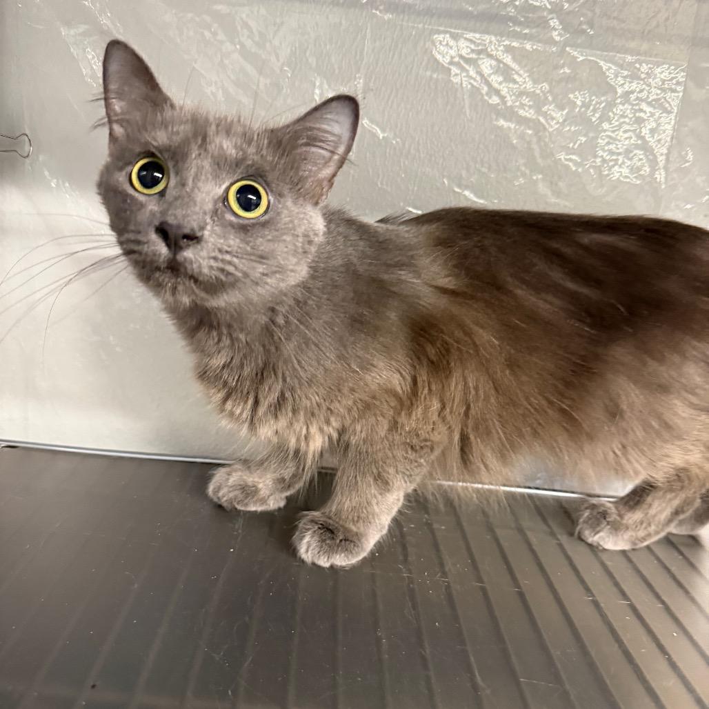 Enlarge All that Dune 55627, a Adoptable mixed breed in Eaton Rapids, MI image 4/5