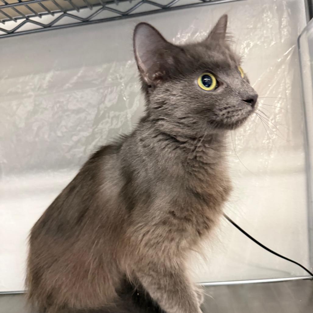 Enlarge All that Dune 55627, a Adoptable mixed breed in Eaton Rapids, MI image 5/5