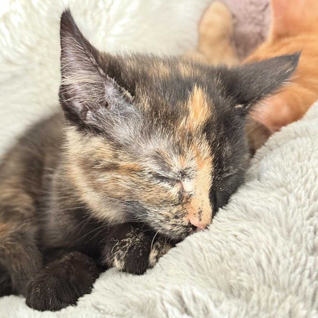 Enlarge Wilma, a Adopted Domestic Short Hair in Abbotsford, BC image 3/5