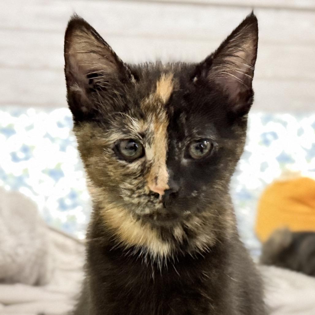 Enlarge Wilma, a Adopted Domestic Short Hair in Abbotsford, BC image 2/5