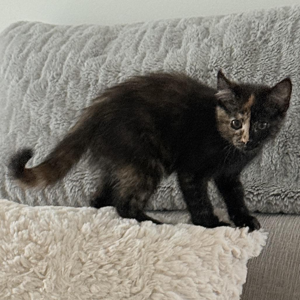 Enlarge Wilma, a Adopted Domestic Short Hair in Abbotsford, BC image 5/5