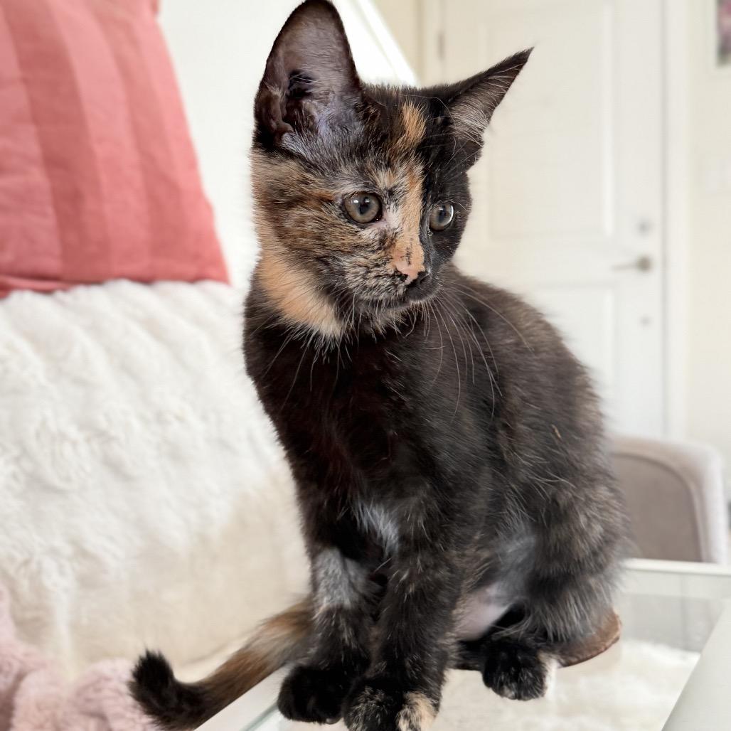 Wilma, Adopted, Kitten Female Domestic Short Hair.