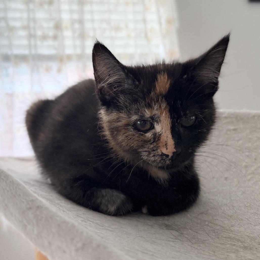 Enlarge Wilma, a Adopted Domestic Short Hair in Abbotsford, BC image 4/5