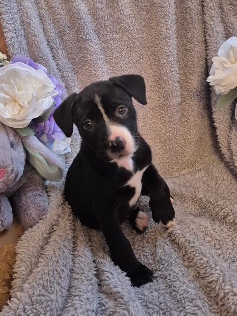 Violet Bloom - Local pup, an adopted mixed breed in Andover, MA image 6/6