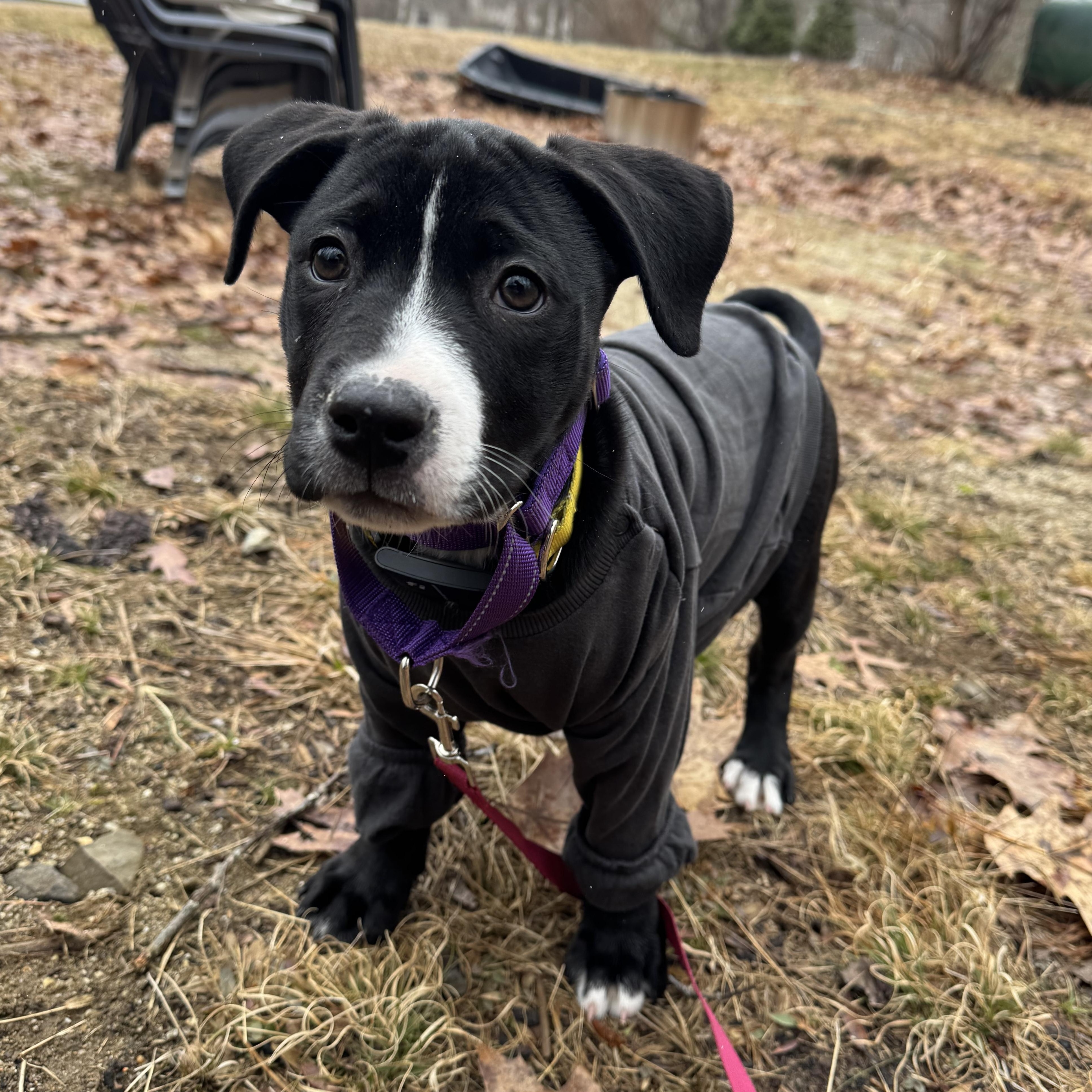Violet Bloom - Local pup, an adopted mixed breed in Andover, MA image 4/6
