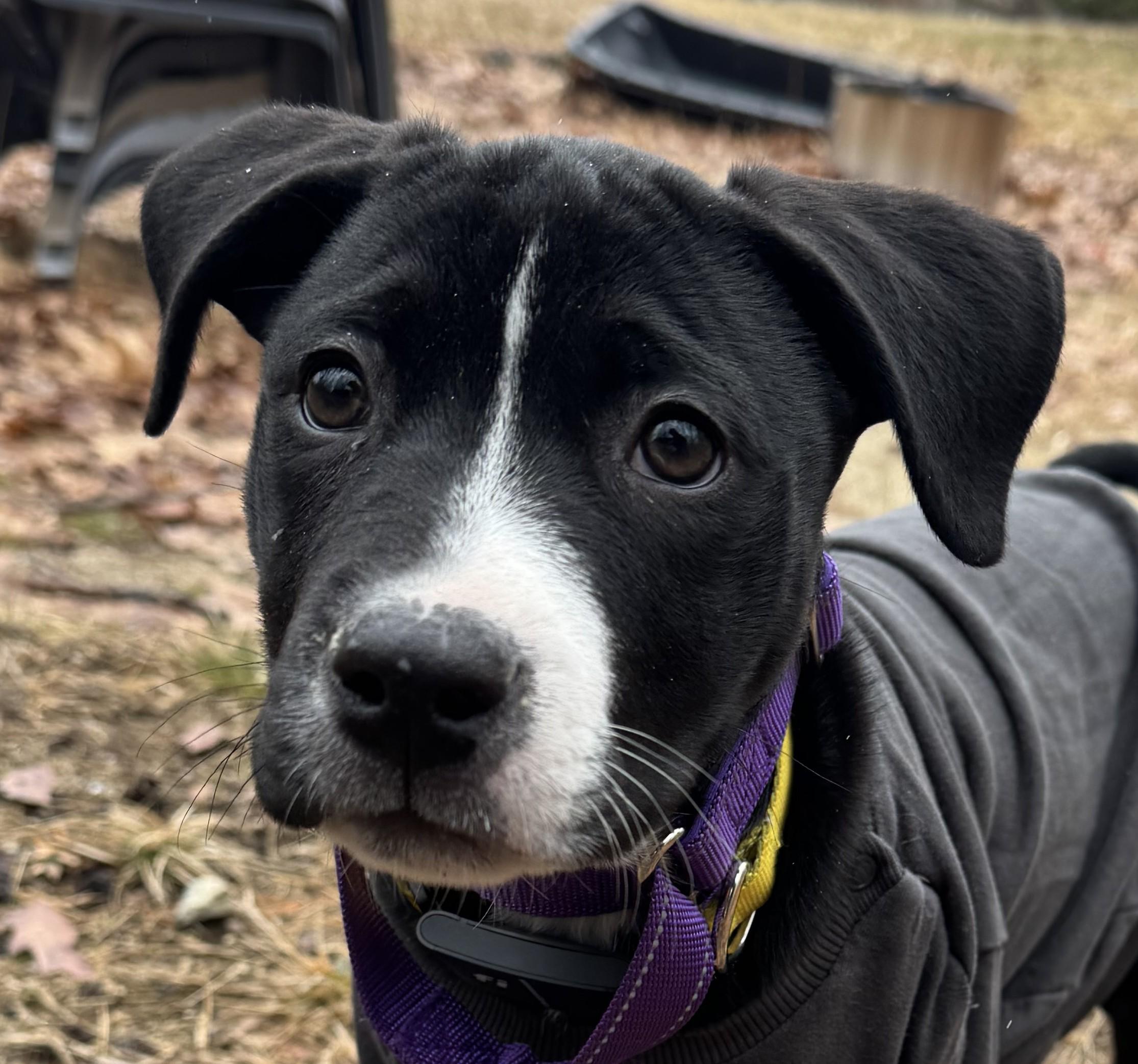 Violet Bloom - Local pup, adopted, Puppy Female Black Labrador Retriever & Mountain Cur.