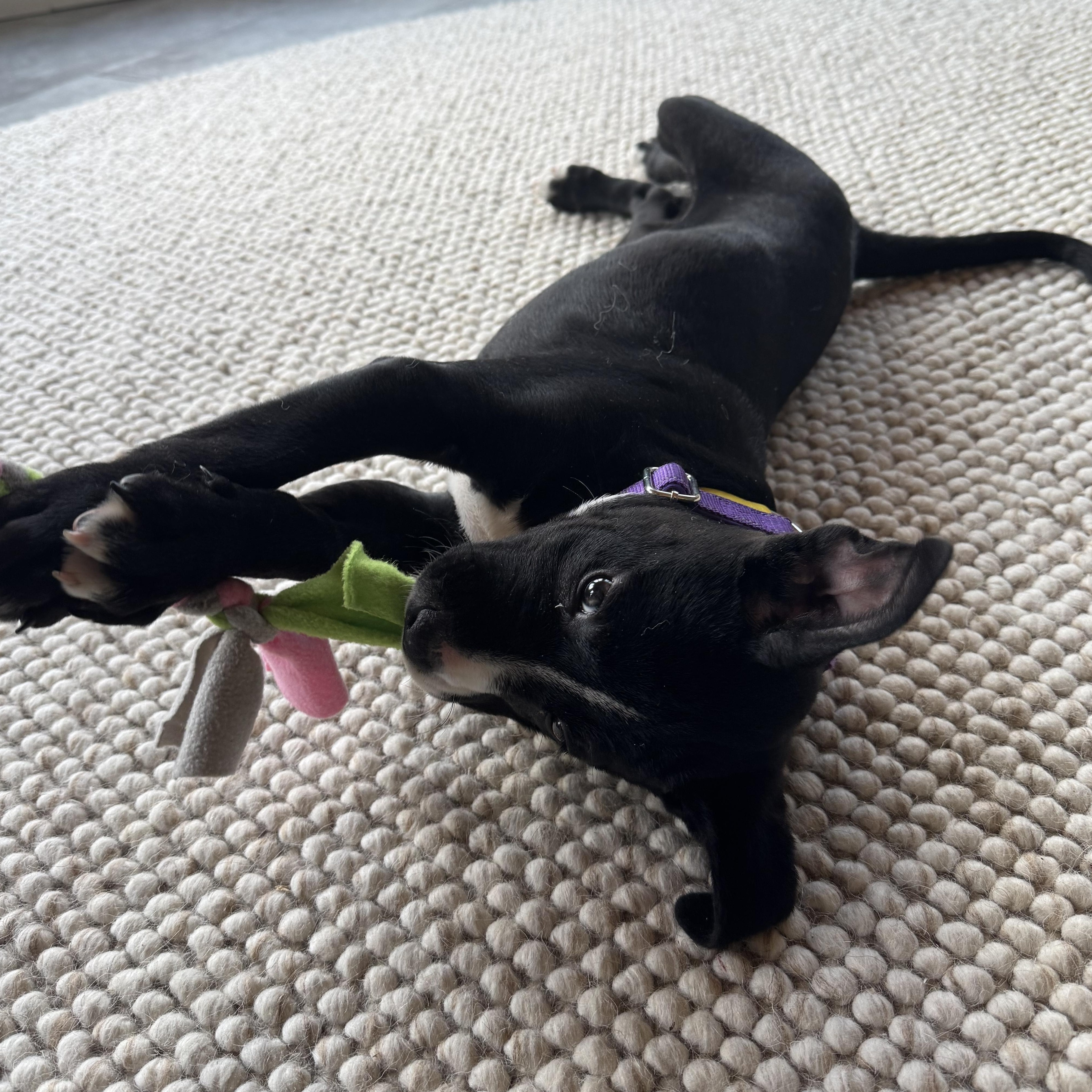 Violet Bloom - Local pup, an adopted mixed breed in Andover, MA image 5/6