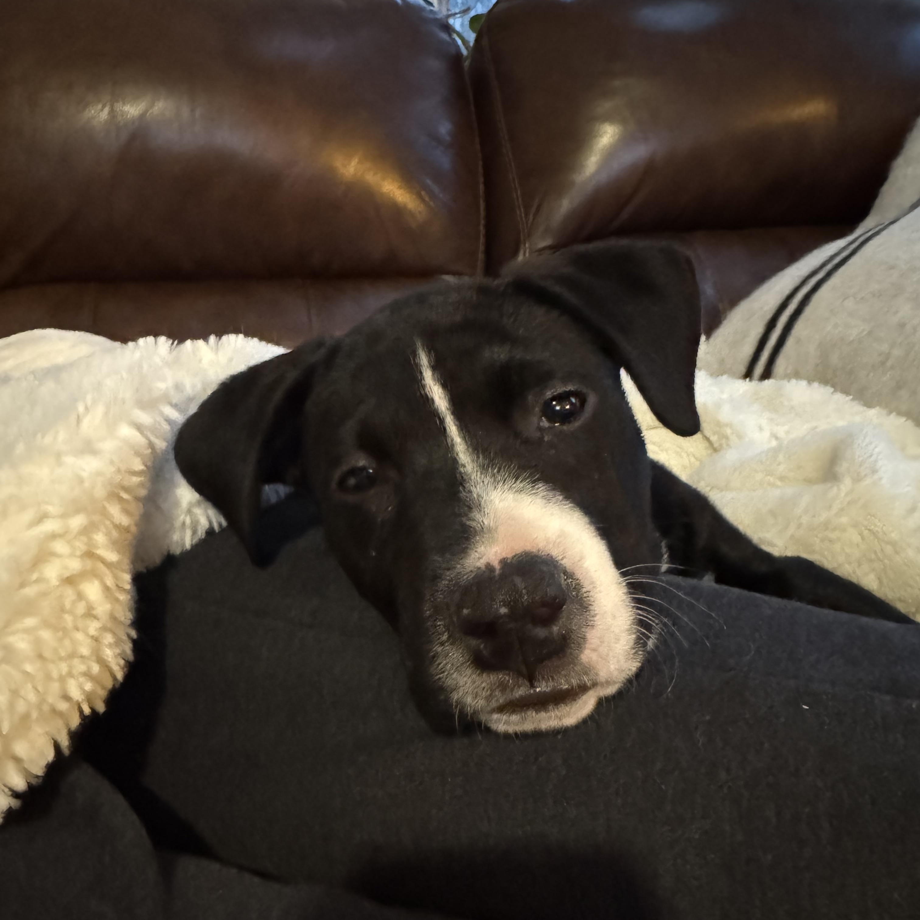 Violet Bloom - Local pup, an adopted mixed breed in Andover, MA image 2/6