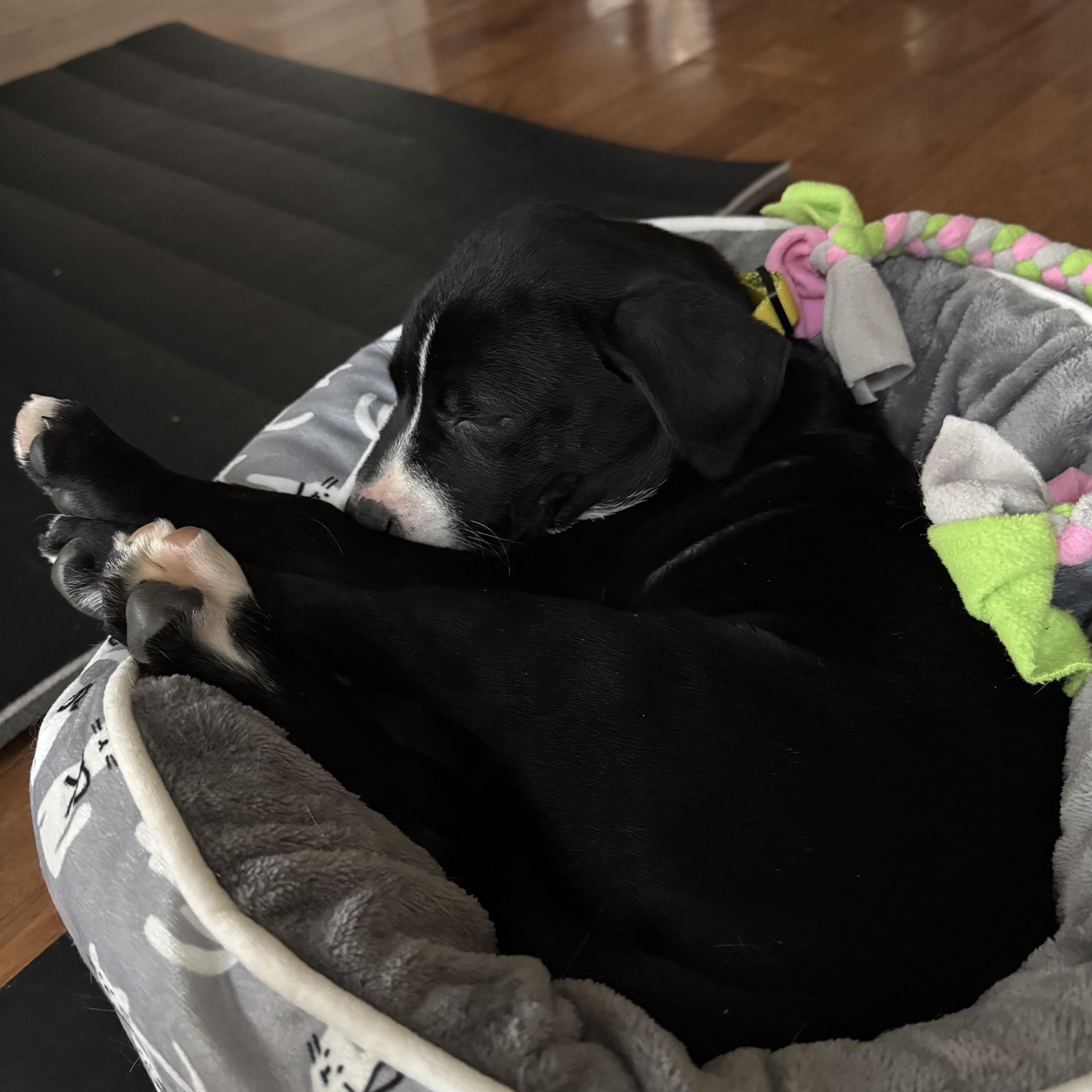 Violet Bloom - Local pup, an adopted mixed breed in Andover, MA image 3/6