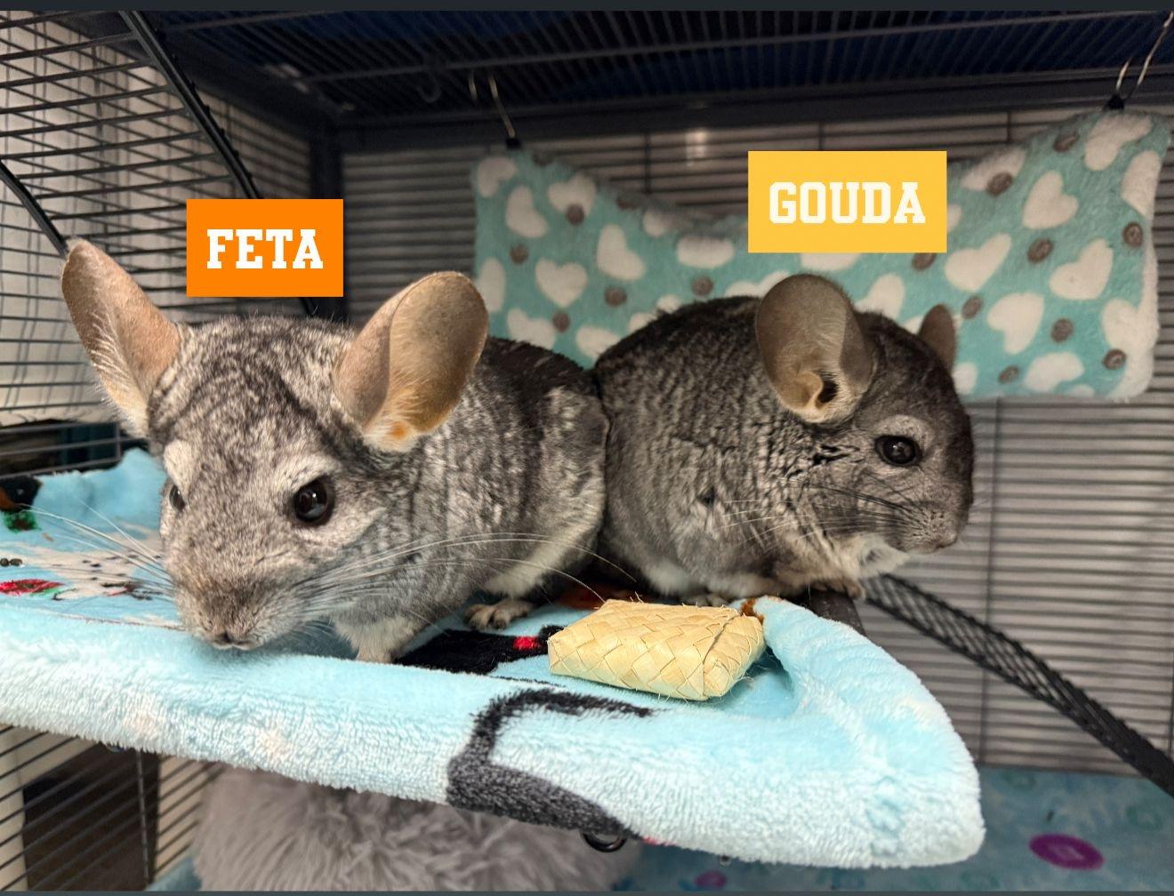 Gouda & Feta