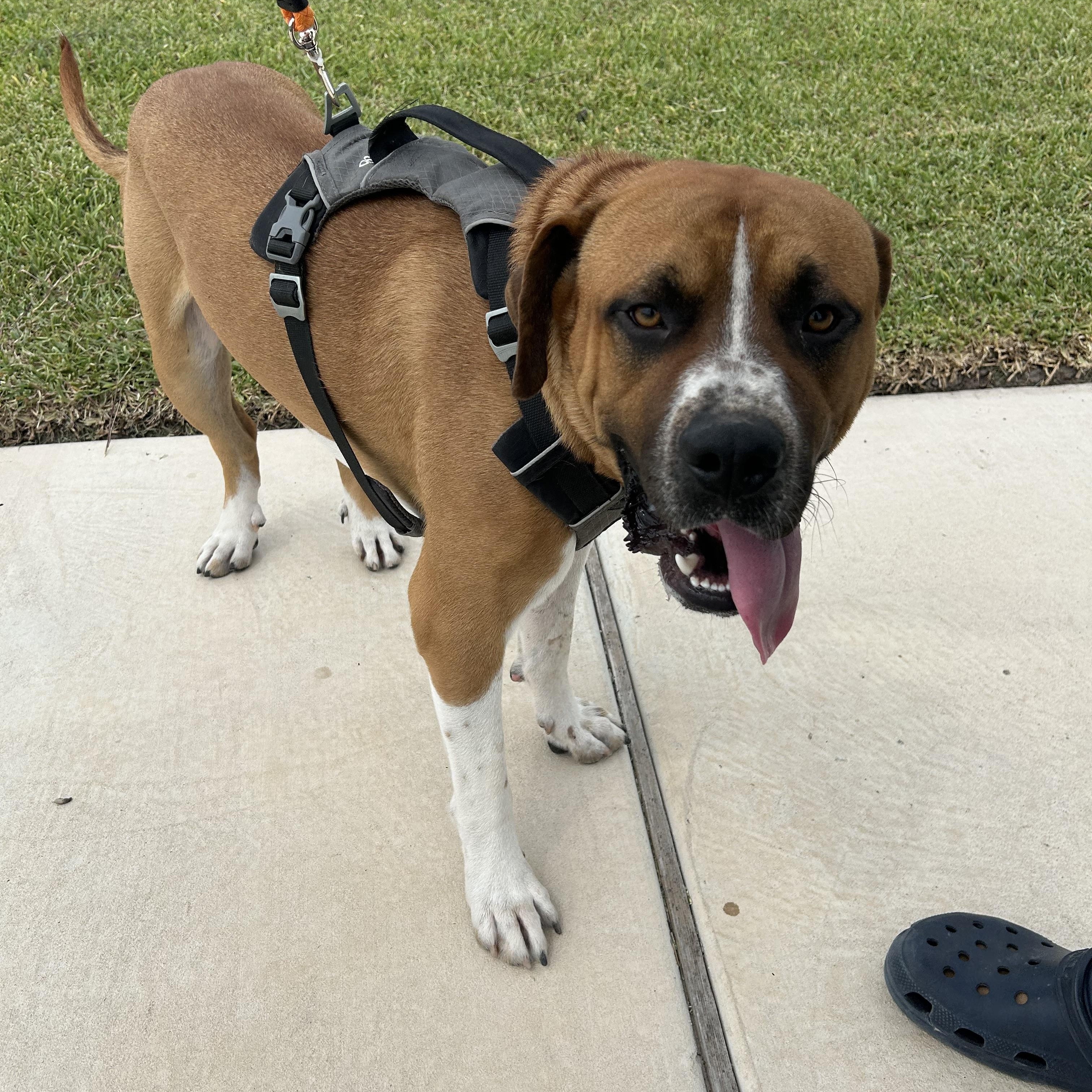 Gordon, an adoptable Boerboel in Eau Claire, WI, 54703 | Photo Image 6