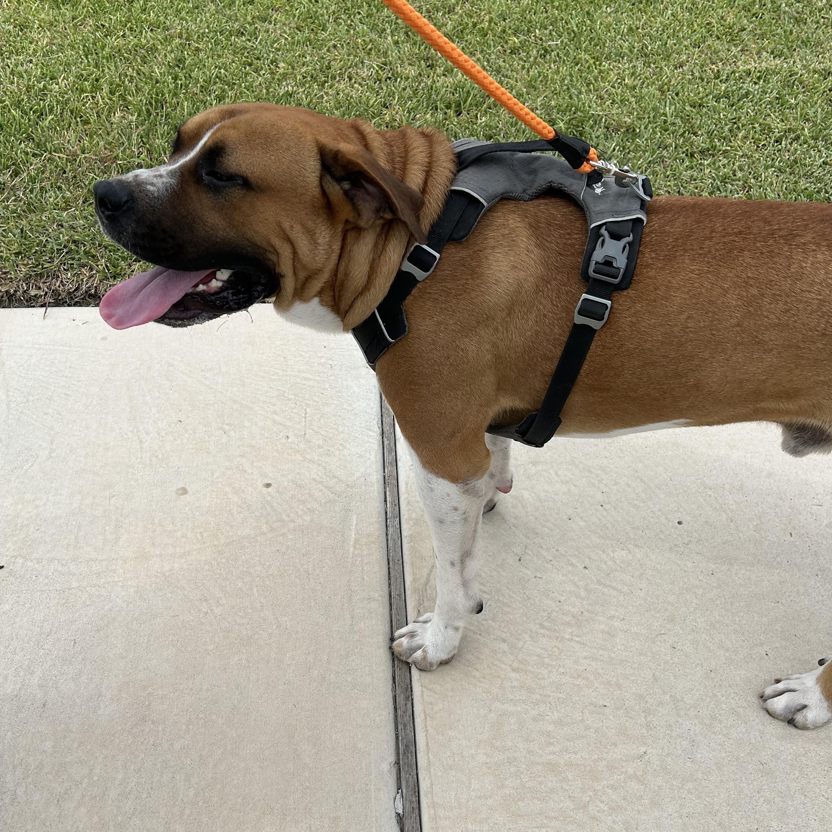 Gordon, an adoptable Boerboel in Eau Claire, WI, 54703 | Photo Image 5
