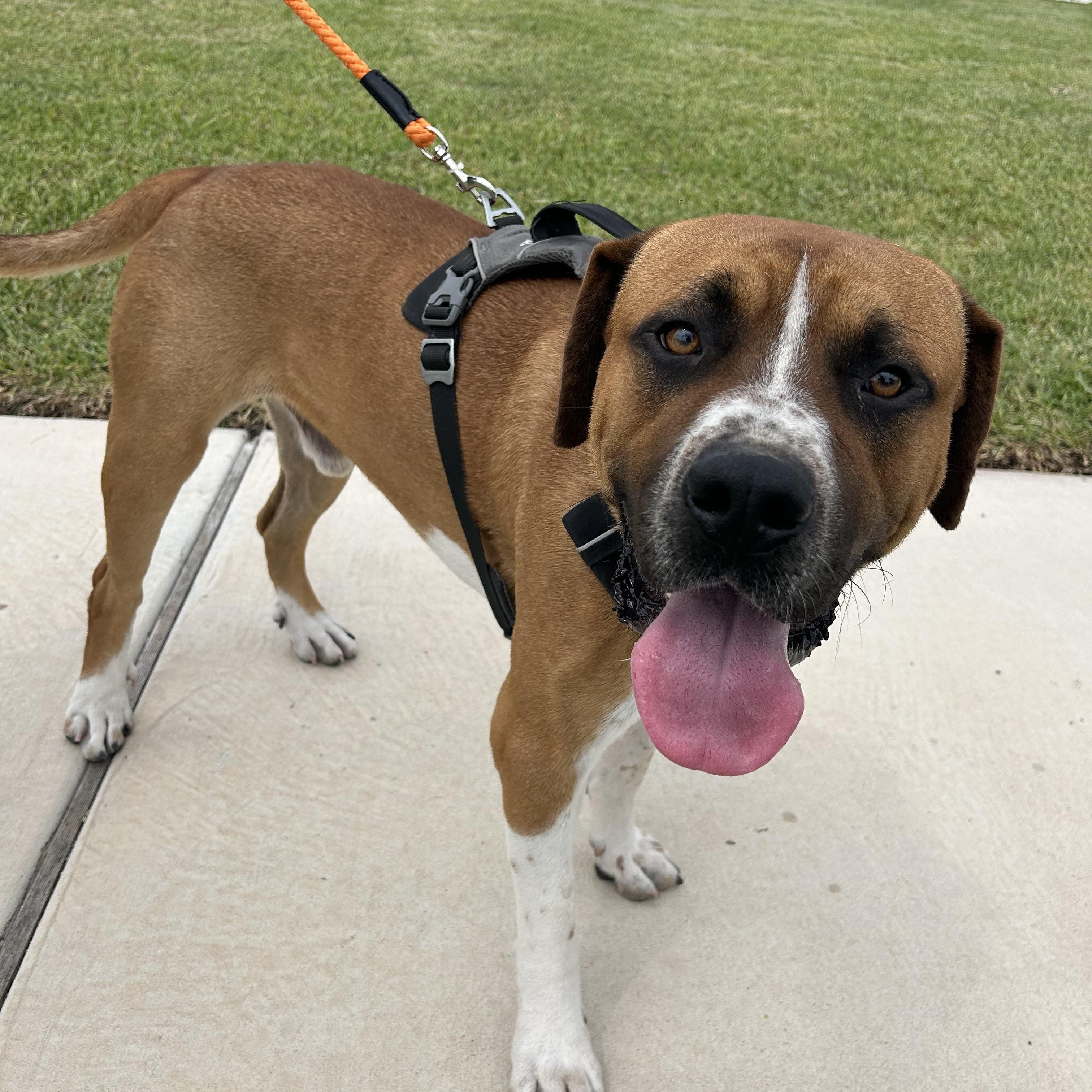 Gordon, Young Male Boerboel