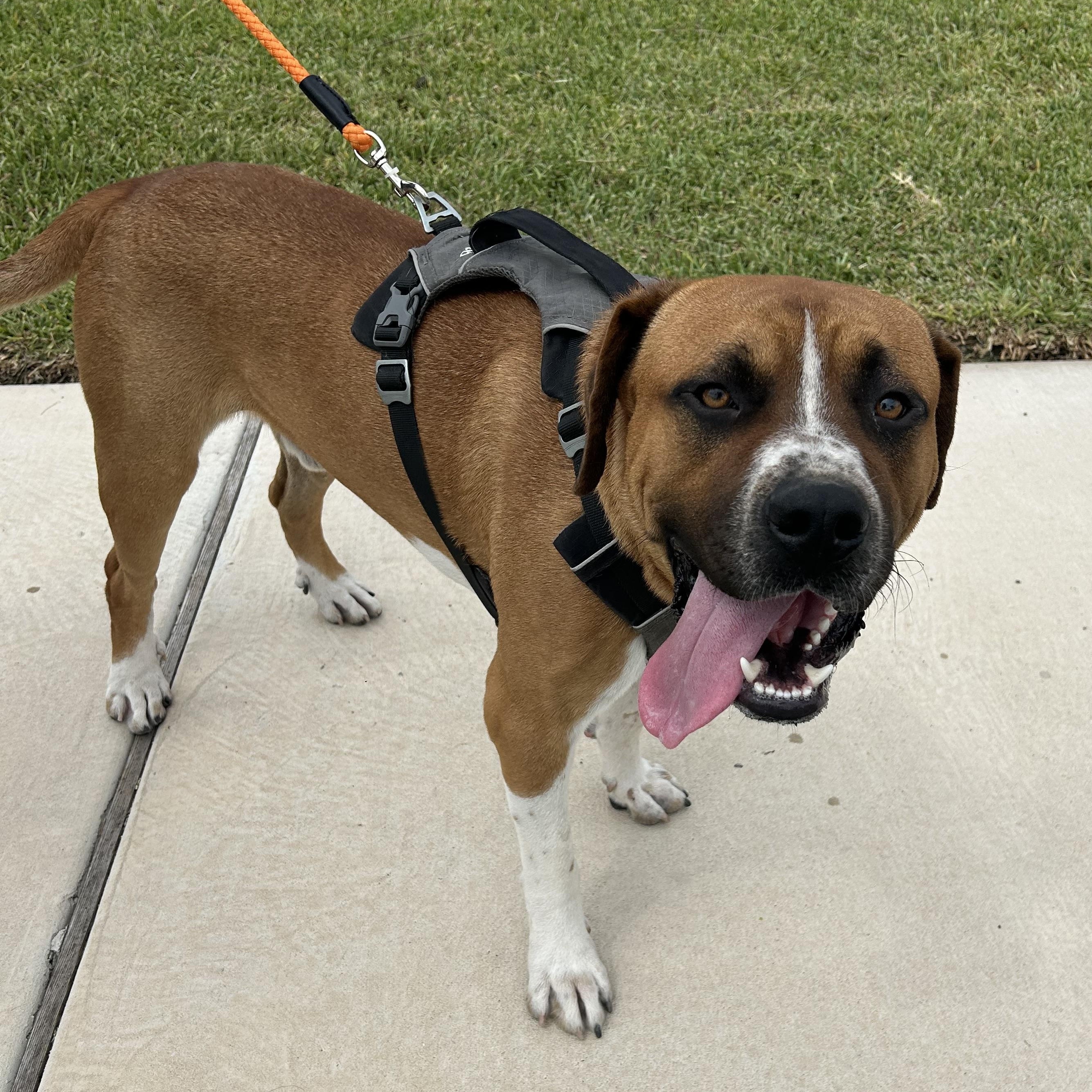 Gordon, an adoptable Boerboel in Eau Claire, WI, 54703 | Photo Image 2
