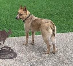 Enlarge Josie, a ADOPTABLE Australian Cattle Dog / Blue Heeler in Buda, TX image 2/5