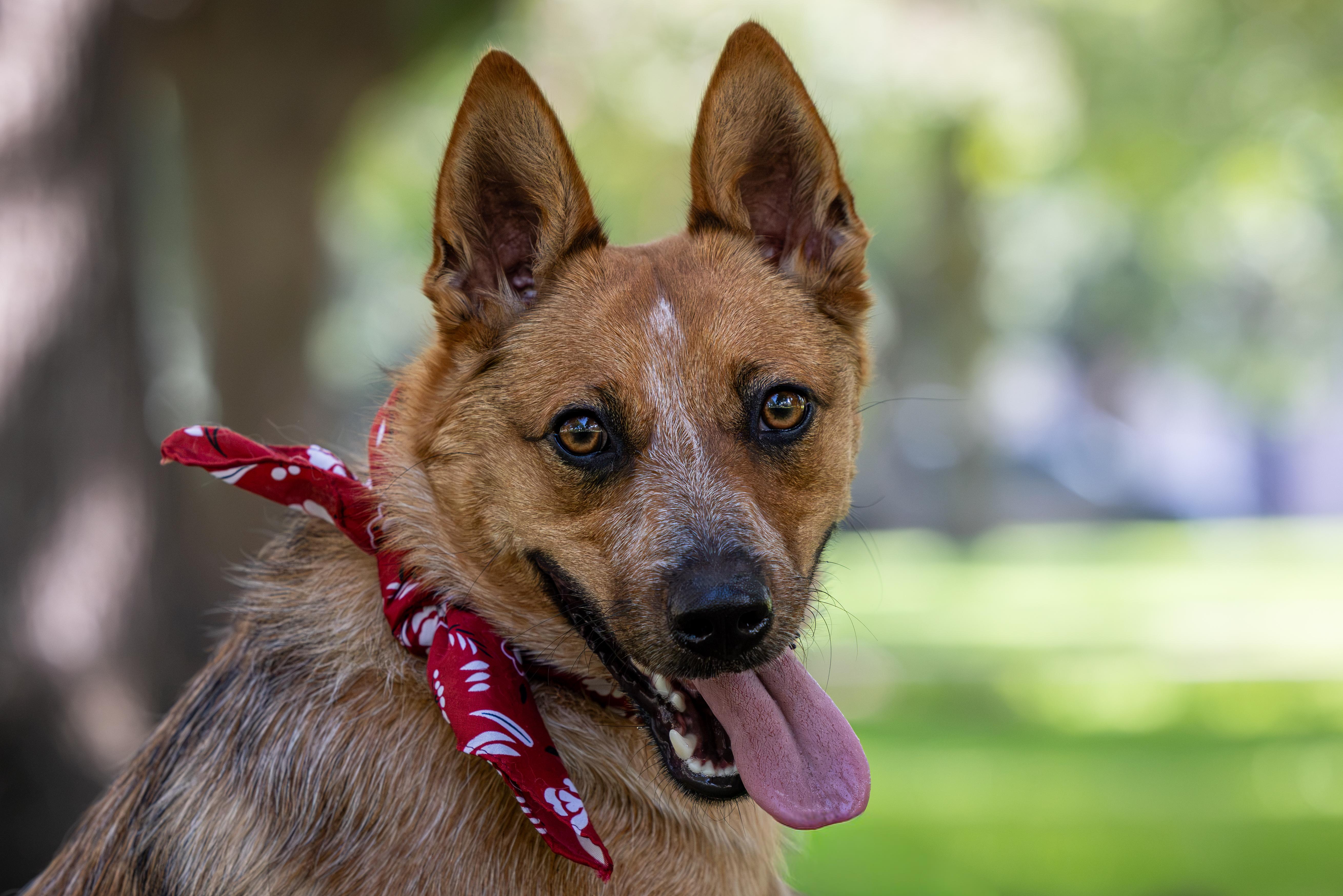 Enlarge Josie, a Adoptable Australian Cattle Dog / Blue Heeler in Buda, TX image 5/6