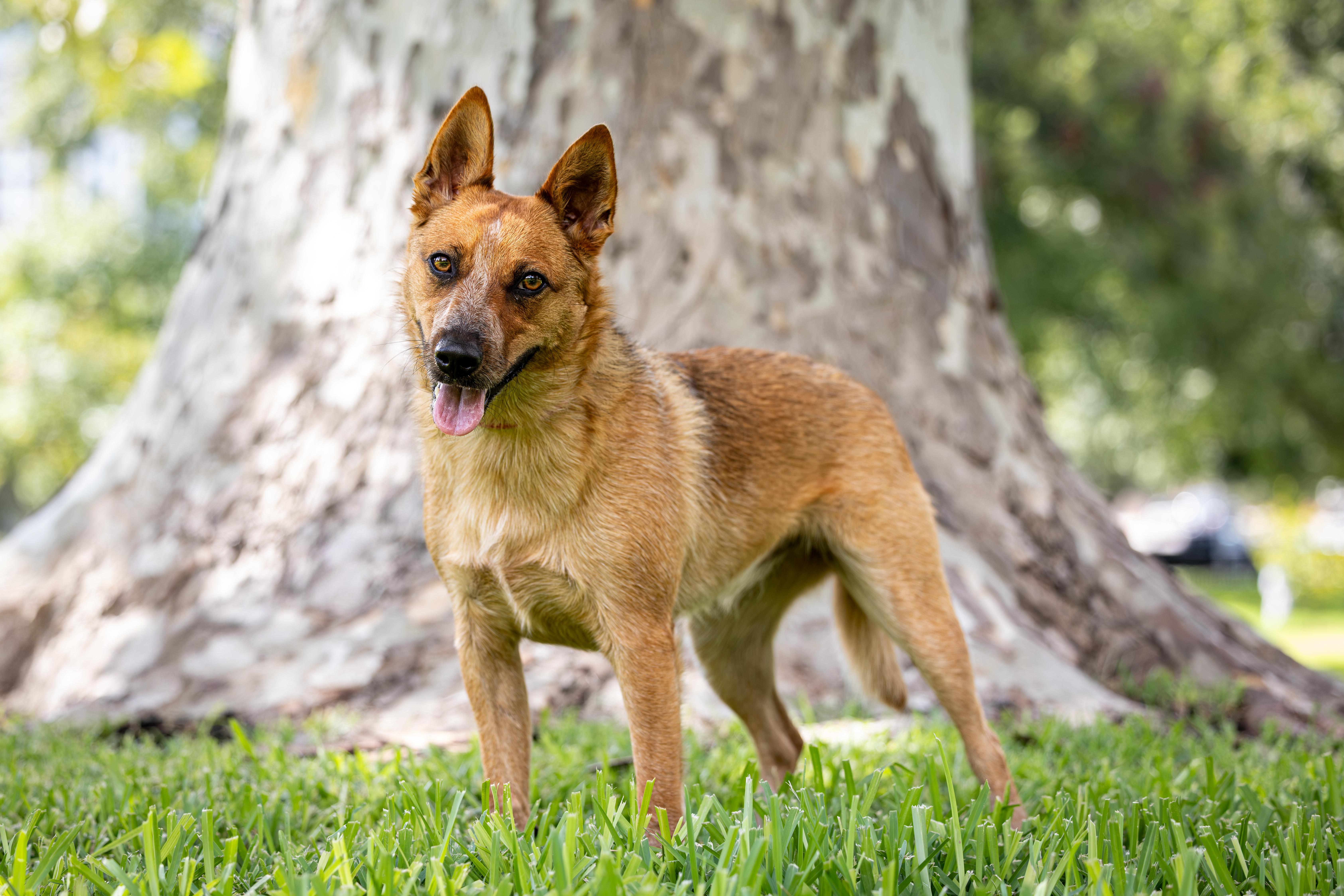Enlarge Josie, a Adoptable Australian Cattle Dog / Blue Heeler in Buda, TX image 4/6