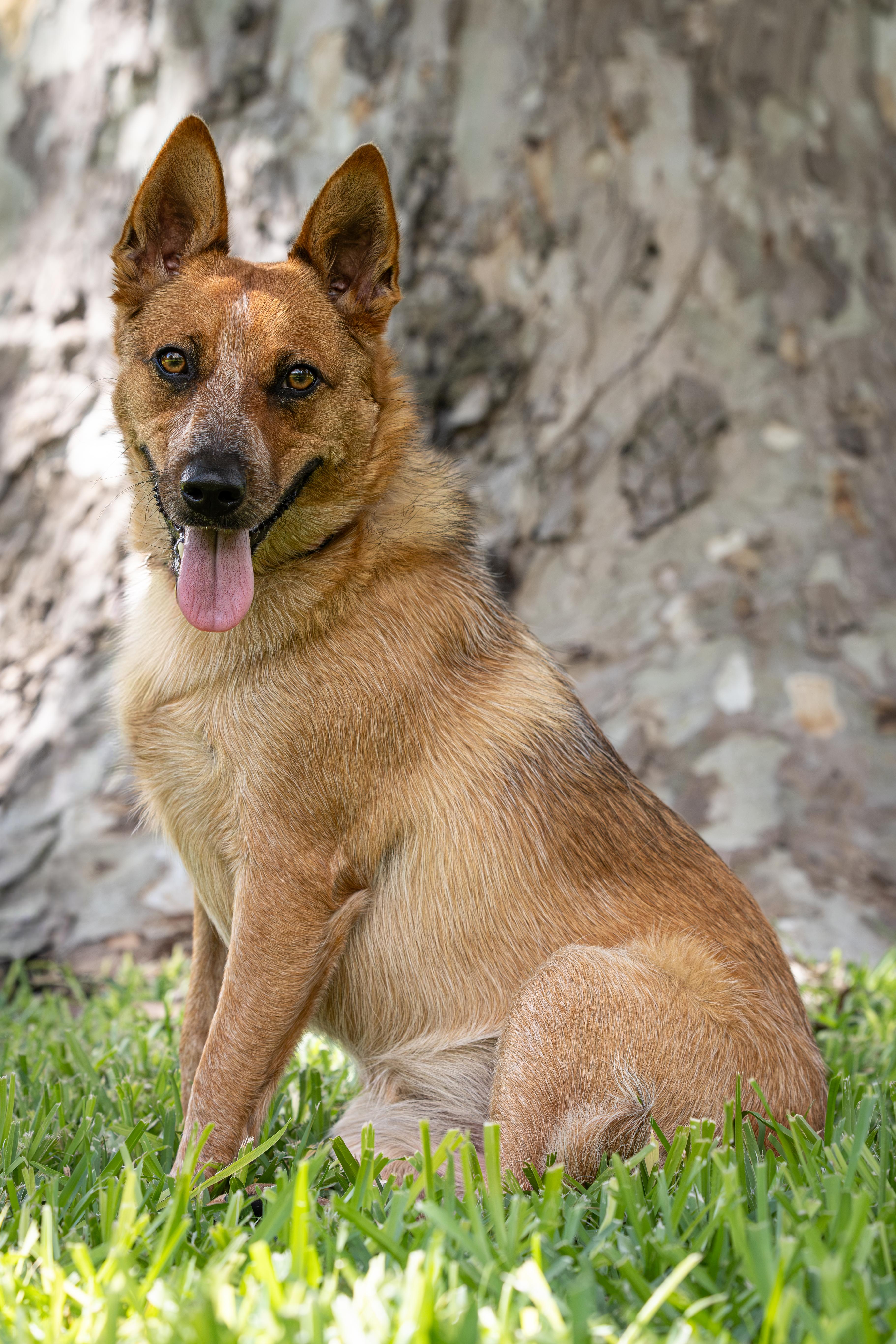 Enlarge Josie, a Adoptable Australian Cattle Dog / Blue Heeler in Buda, TX image 3/6