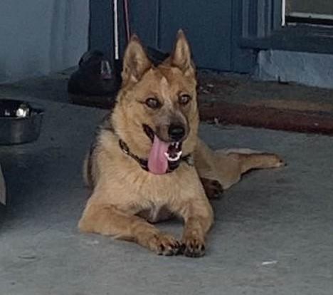 Enlarge Josie, a ADOPTABLE Australian Cattle Dog / Blue Heeler in Buda, TX image 4/5