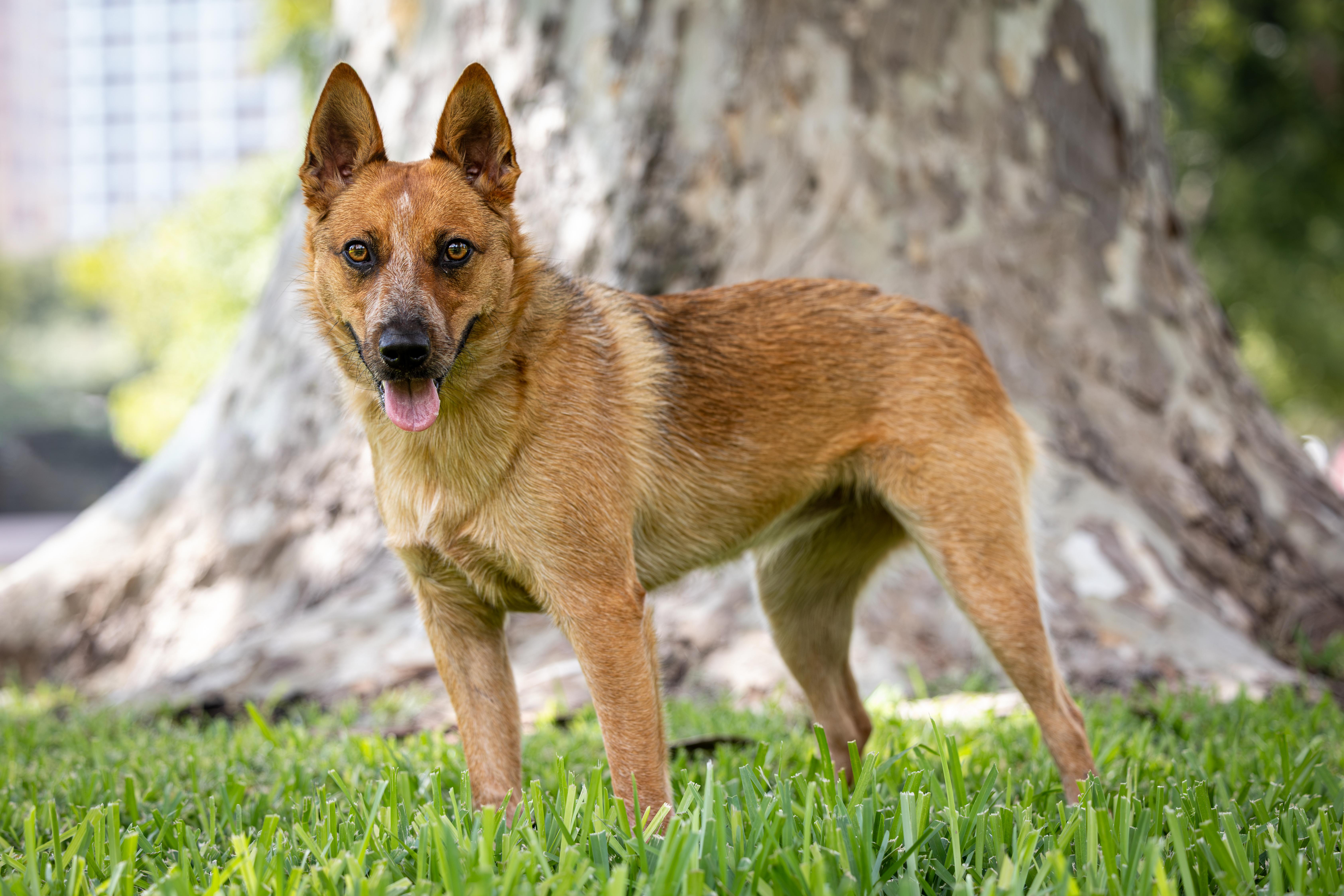 Enlarge Josie, a Adoptable Australian Cattle Dog / Blue Heeler in Buda, TX image 6/6