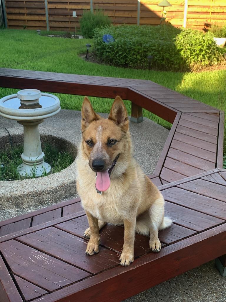 Enlarge Josie, a ADOPTABLE Australian Cattle Dog / Blue Heeler in Buda, TX image 3/5