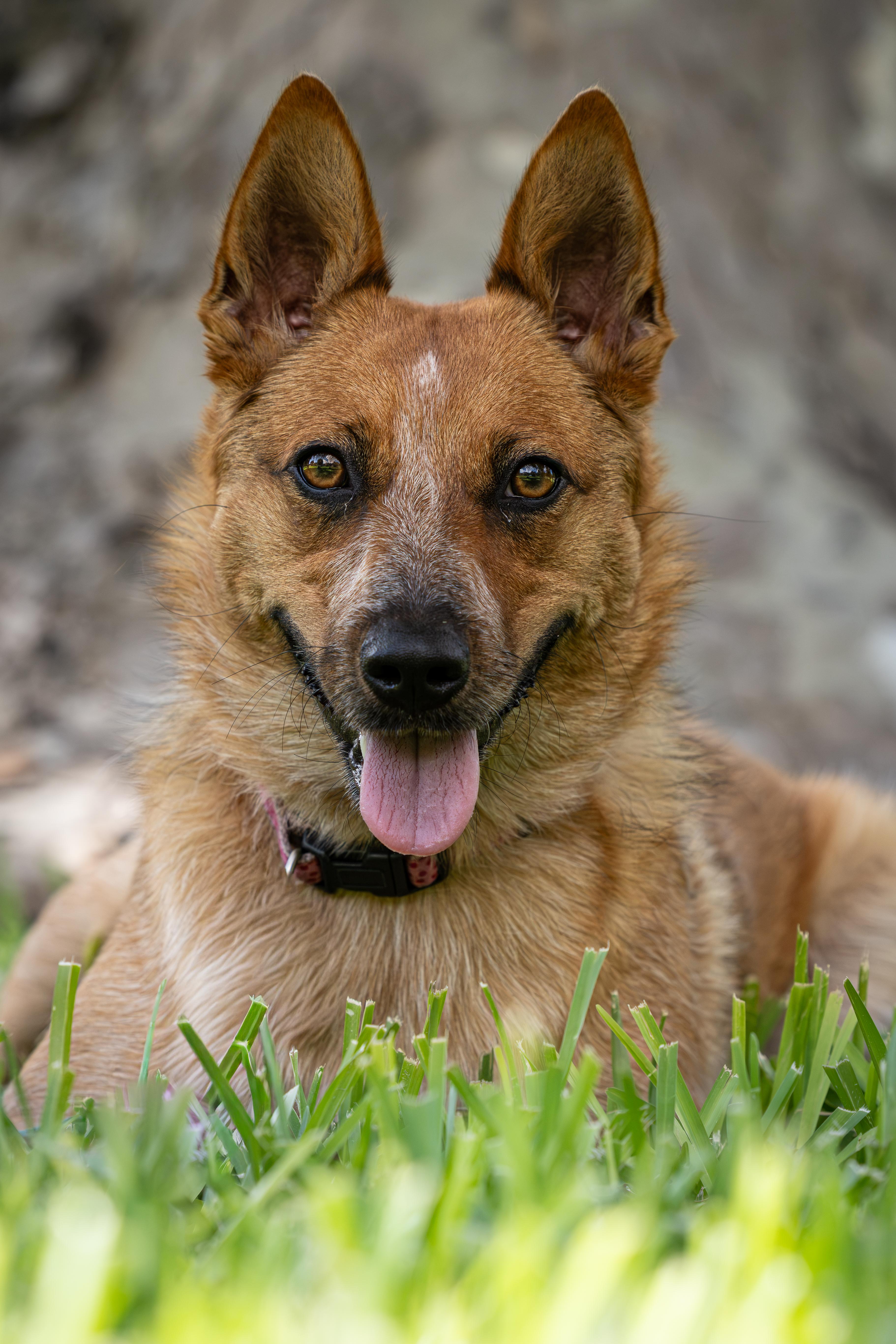 Enlarge Josie, a Adoptable Australian Cattle Dog / Blue Heeler in Buda, TX image 2/6