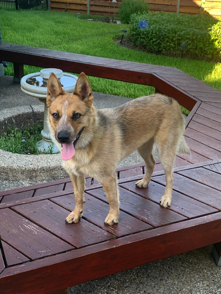 Josie, ADOPTABLE, Young Female Australian Cattle Dog / Blue Heeler.